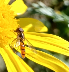 Episyrphus trisectus