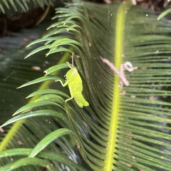 Stenocatantops mistshenkoi