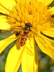 Episyrphus trisectus