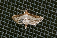 Marasmia trapezalis