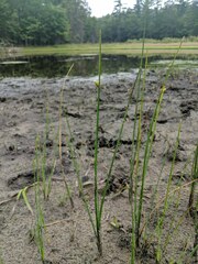 Schoenoplectus torreyi