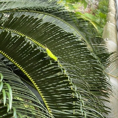 Stenocatantops mistshenkoi