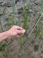 Schoenoplectus torreyi