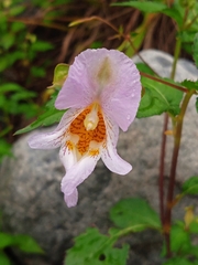 Impatiens edgeworthii