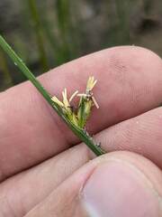 Schoenoplectus torreyi