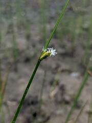 Schoenoplectus torreyi
