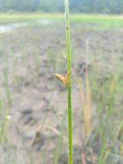 Schoenoplectus torreyi