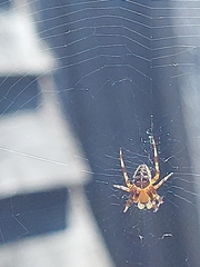 Araneus diadematus