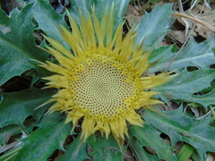 Carlina acanthifolia