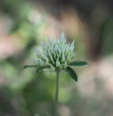 Trifolium caucasicum