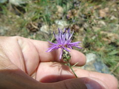 Centaurea tymphaea