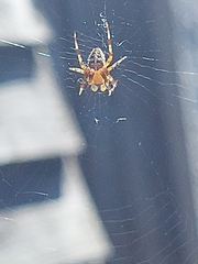 Araneus diadematus