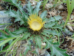 Carlina acanthifolia