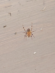 Araneus diadematus