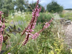 Bistorta amplexicaulis