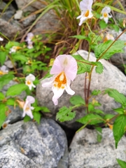 Impatiens edgeworthii