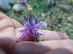 Centaurea tymphaea