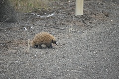 Tachyglossus aculeatus multiaculeatus