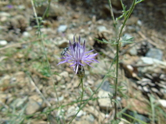 Centaurea tymphaea