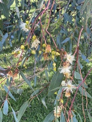 Eucalyptus rudis rudis