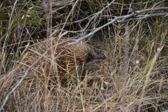 Tachyglossus aculeatus multiaculeatus