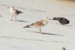 Chroicocephalus ridibundus