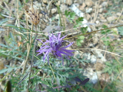 Centaurea tymphaea