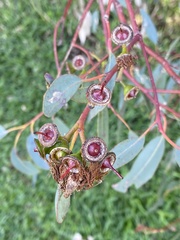 Eucalyptus rudis rudis