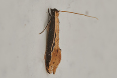 Pyloetis mimosae