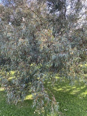Eucalyptus rudis rudis