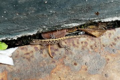 Cnemaspis mysoriensis