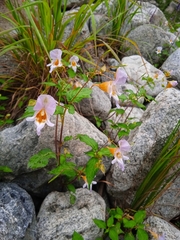 Impatiens edgeworthii