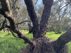 Eucalyptus rudis rudis