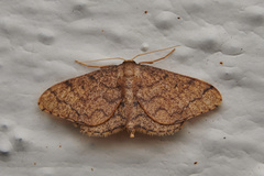 Idaea amplipennis