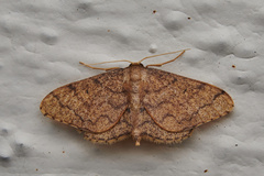 Idaea amplipennis