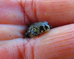 Anaxyrus compactilis