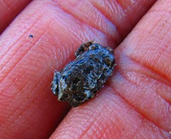 Anaxyrus compactilis