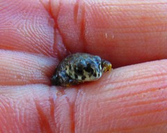 Anaxyrus compactilis