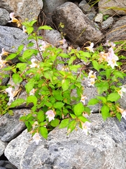 Impatiens edgeworthii