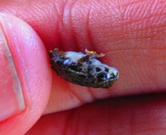 Anaxyrus compactilis