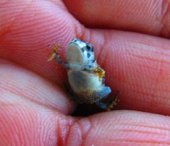 Anaxyrus compactilis