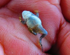 Anaxyrus compactilis