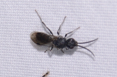 Myrmosa unicolor