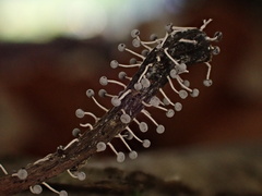 Physarum globuliferum