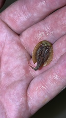 Triops cancriformis