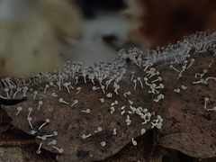 Physarum globuliferum