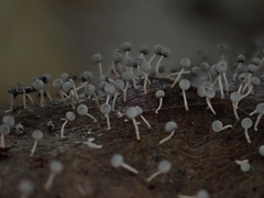 Physarum globuliferum