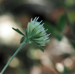 Trifolium caucasicum