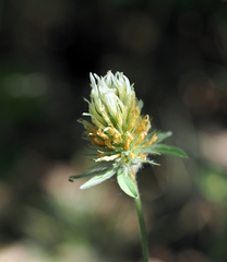 Trifolium caucasicum