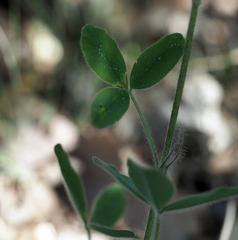 Trifolium caucasicum